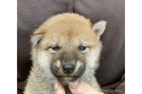 成約済の富山県の柴犬-174918の1枚目